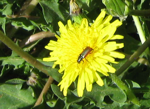 A tiny red and brown beetle on a dandelion.