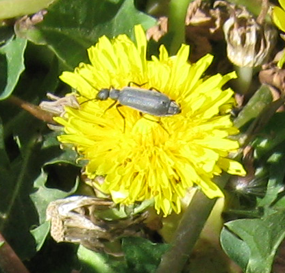 A small grey-brown beetle on a dandelion.