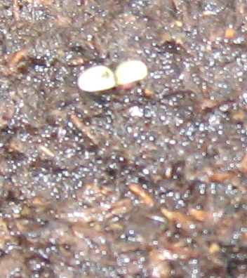 A Forellenschluss lettuce sprout in garden soil.