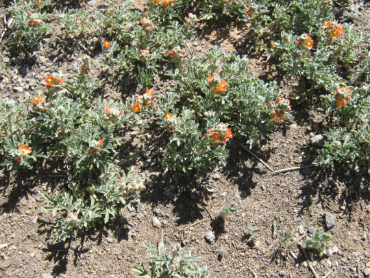 Small ground cover plants with clusters of orange flowers.