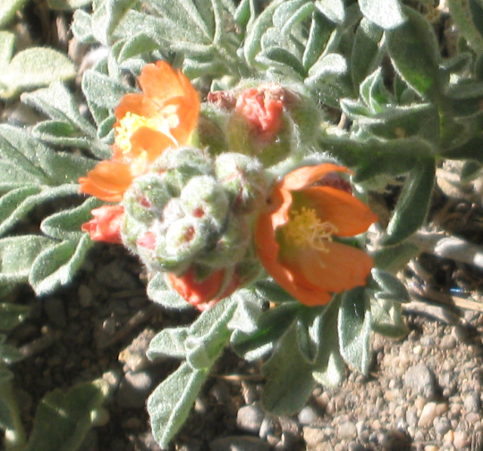 A closeup of the orange flower clusters on a small ground cover plant.