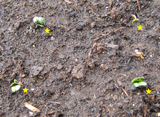 Four French Breakfast radish sprouts in garden soil, each marked with a yellow star.