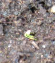 A German Giant radish sprout in garden soil.