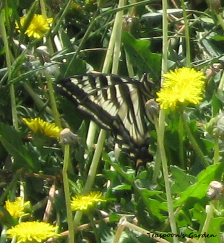 A Pale Swallowtail butterfly on a dandelion, wings folded back.
