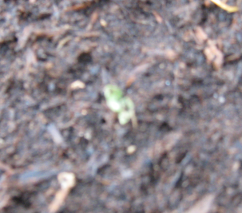 A ragged turnip sprout in garden soil.