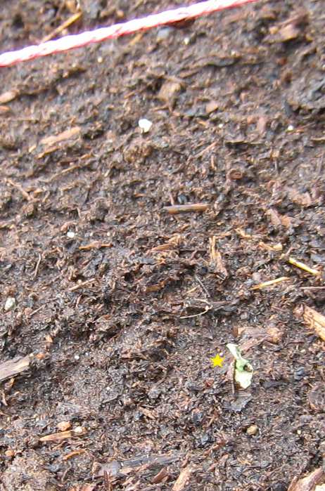 A bedraggled turnip sprout in garden soil. Pink twine is visible in the top left.