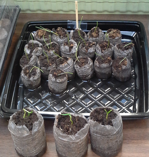 Anaheim pepper and Yellow of Parma onion seedlings.