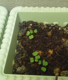 Arugula sprouts in a light green planter box.